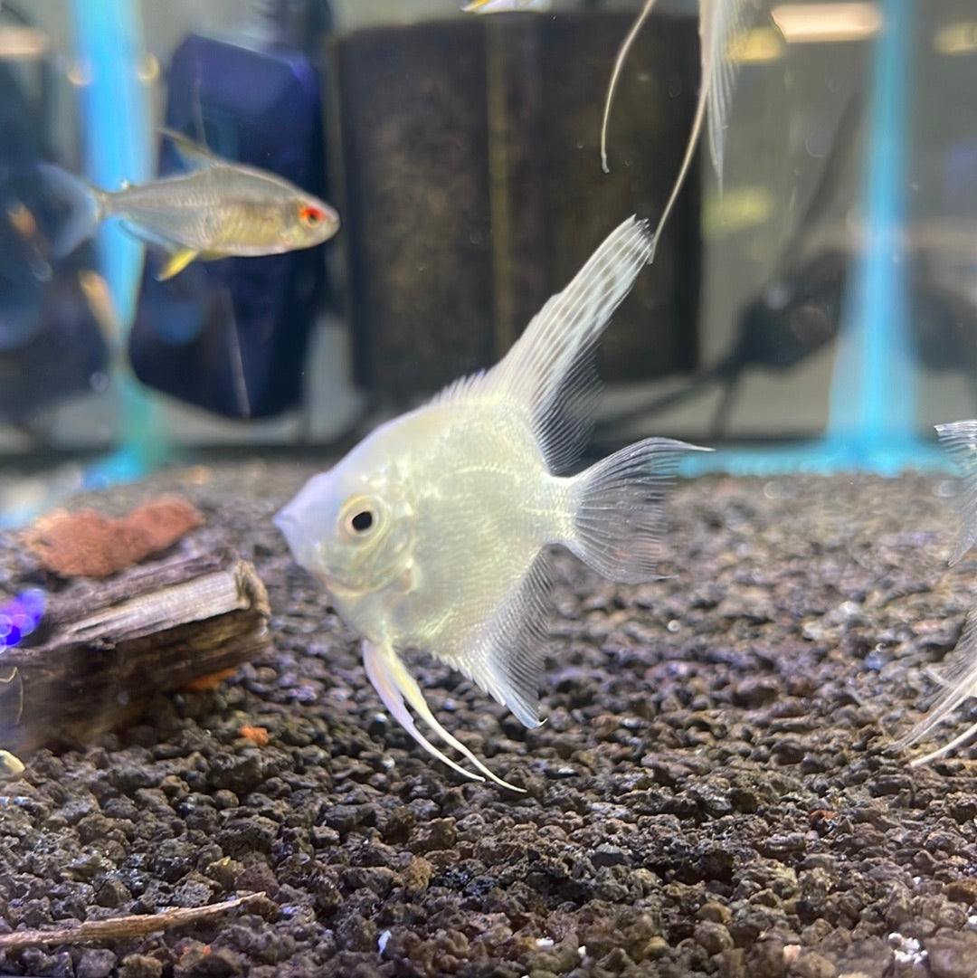 Platinum Angel Fish