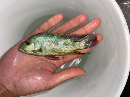 Livingston’s Cichlid (Nimbochromis Livingstonii)