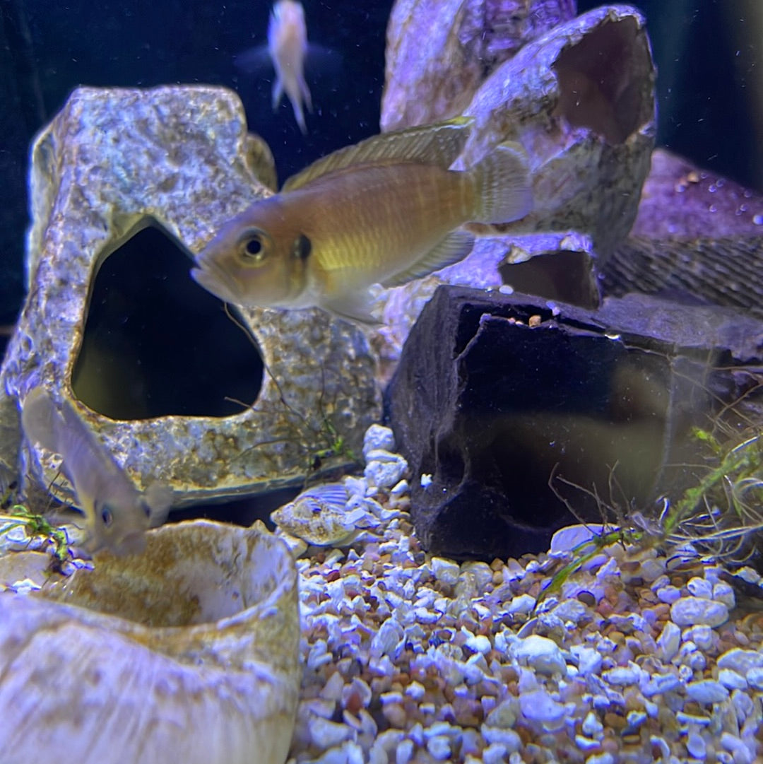 neolamprologus brevis