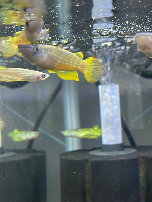 Golden Killi Fish