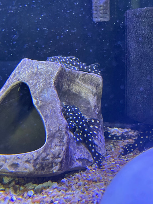 L201 Snowball Pleco (Hypancistrus Sp)