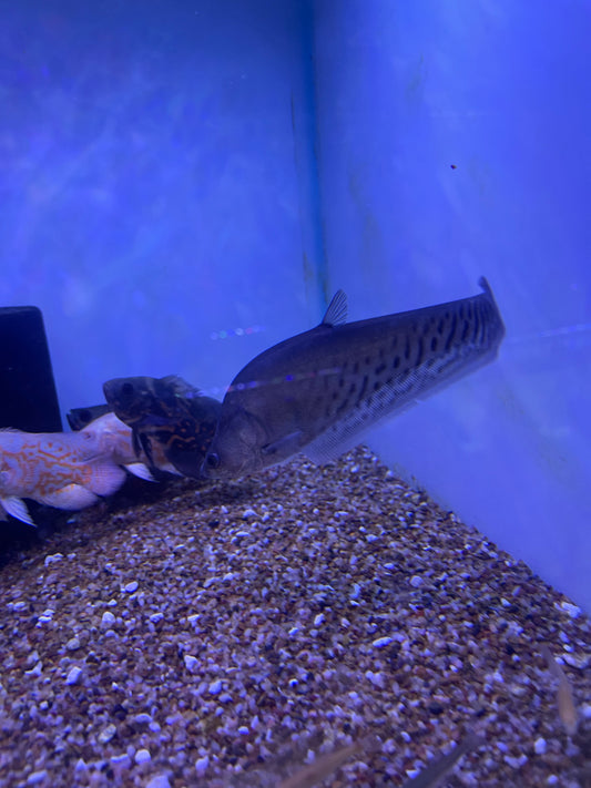 Royal Knife Fish