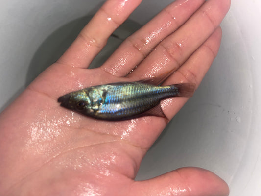 Haplochromis Compressiceps Malawi Eye Biter