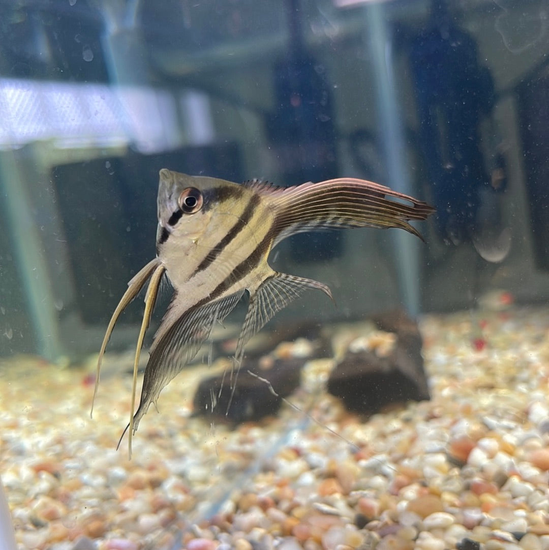 Zebra Angel fish