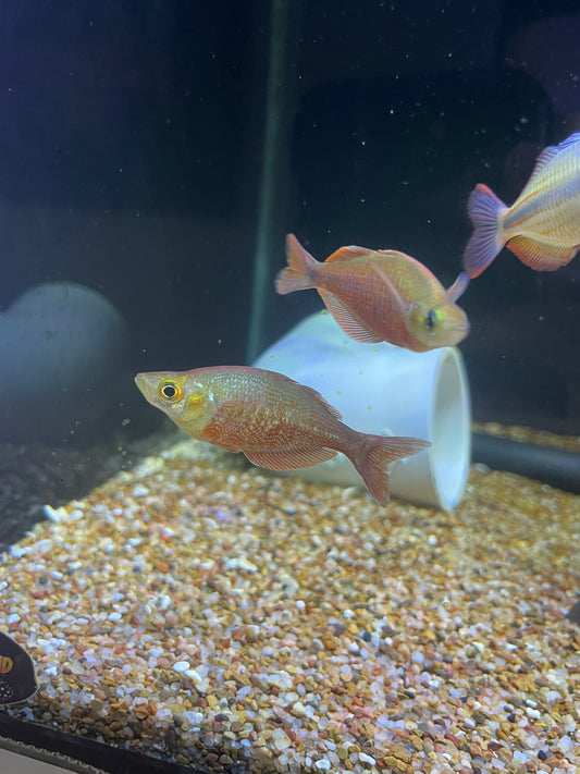 New Guinea Red Rainbow (Glossolepis incisus)