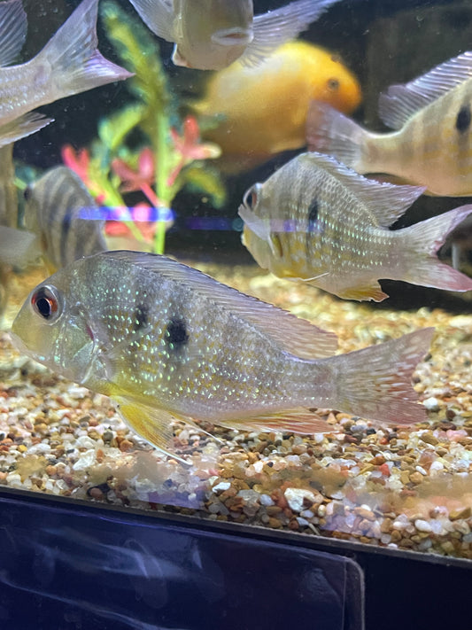 geophagus sp