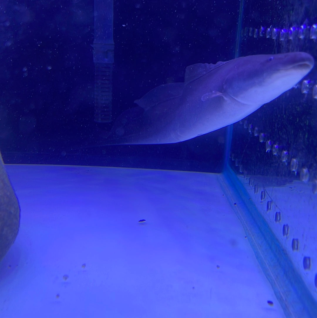 Aba aba Knife fish