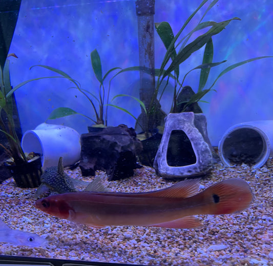 Red Fire Pike Cichlid (Crenicichla Lugubris)