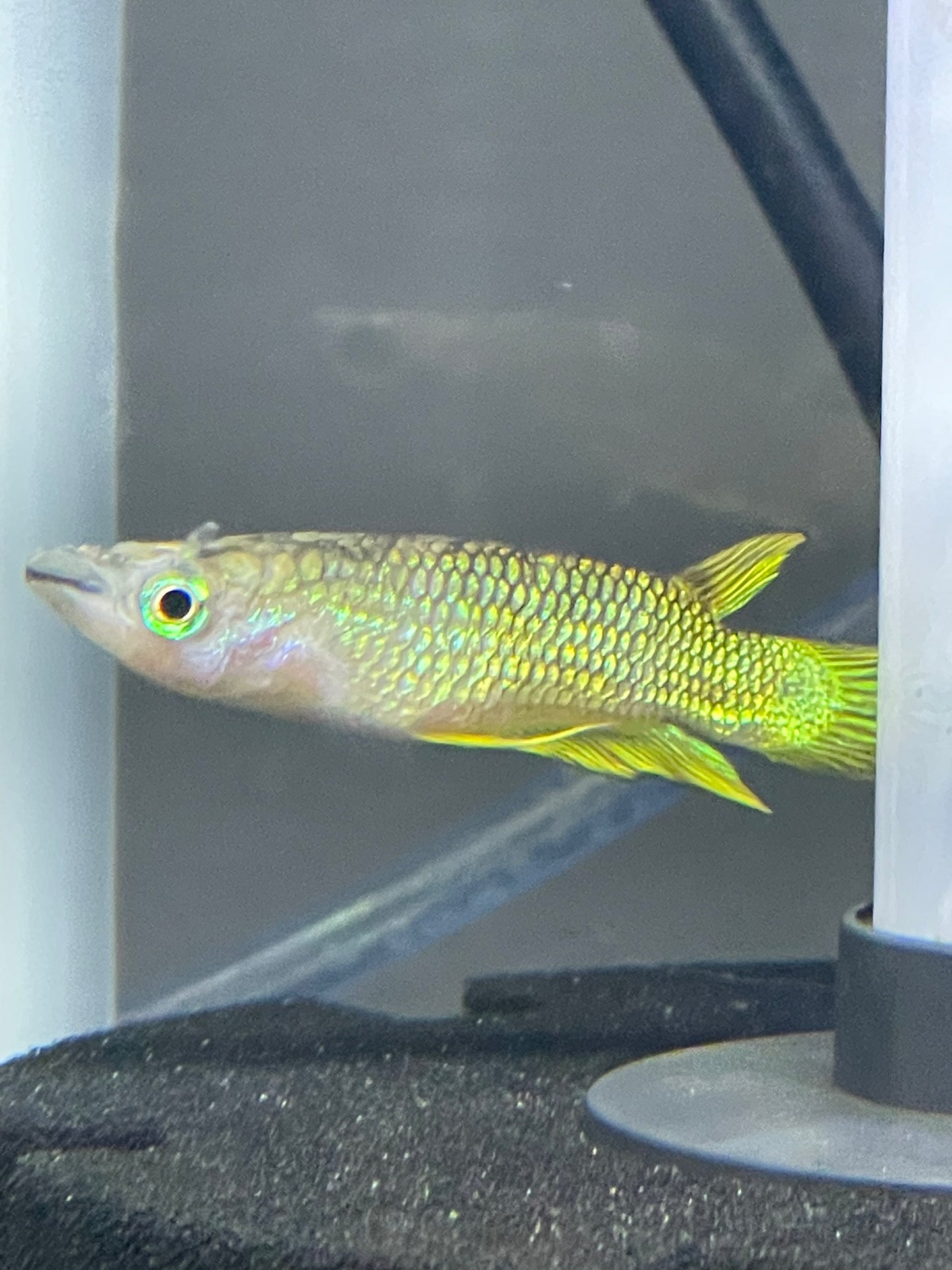 Golden Killi Fish