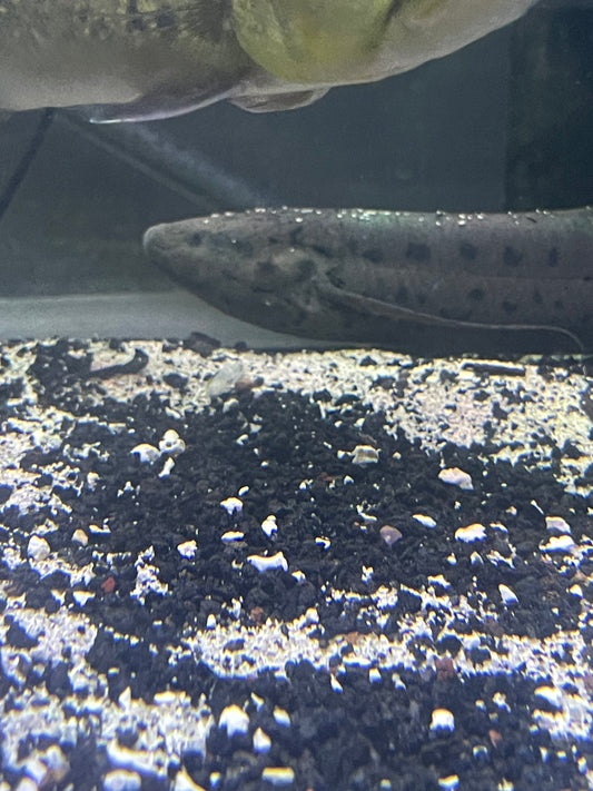 African Lung Fish