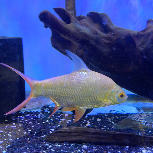 Albino Tinfoil Barb