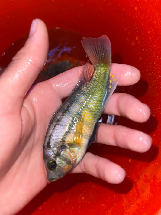 Haplochromis Obliquidens