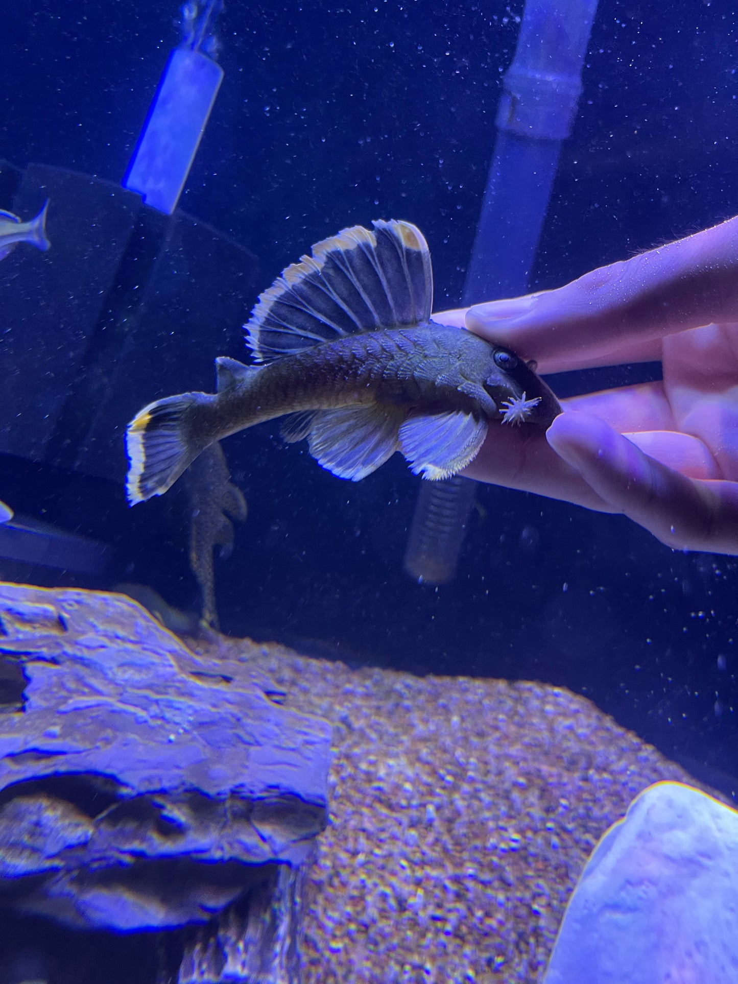 L047 Mango Pleco (Brayancistrus Chrysolomus)