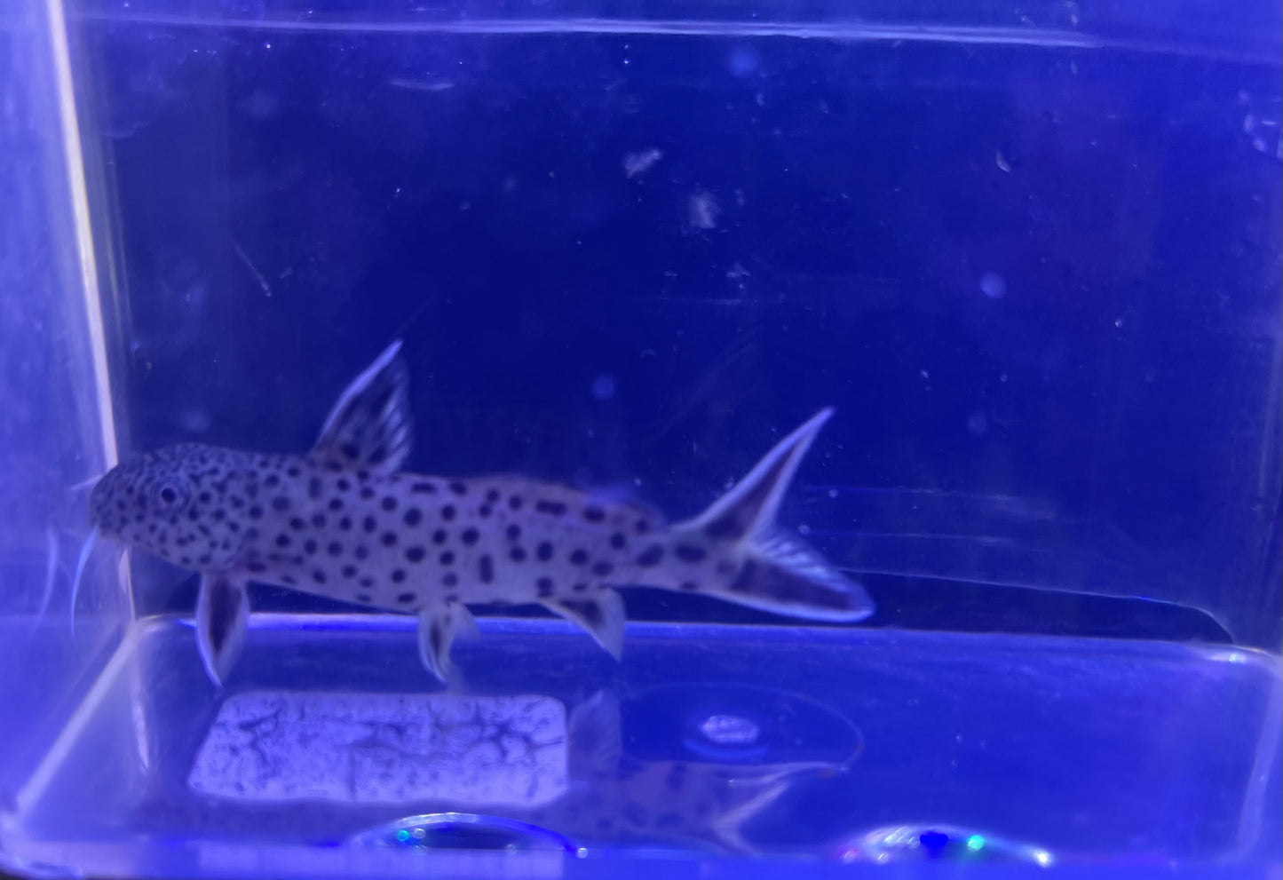 Dwarf False Cuckoo Catfish (Synodontis Petricola)