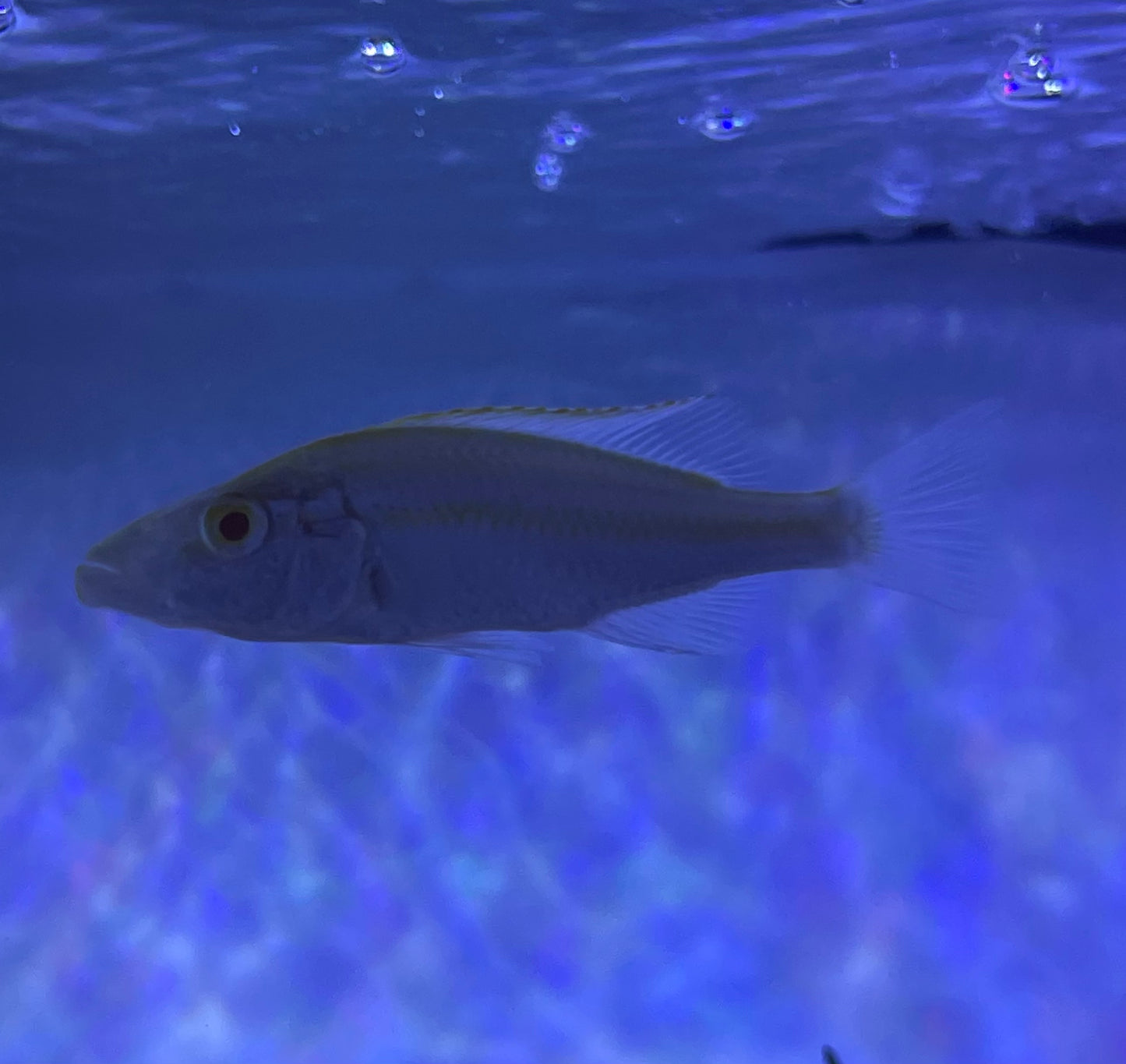 Albino Compressiceps (Dimidiochromis Compressiceps)