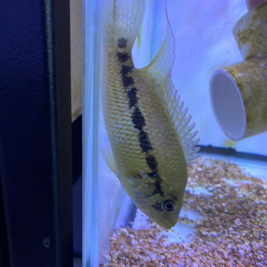 Umbee Cichlid