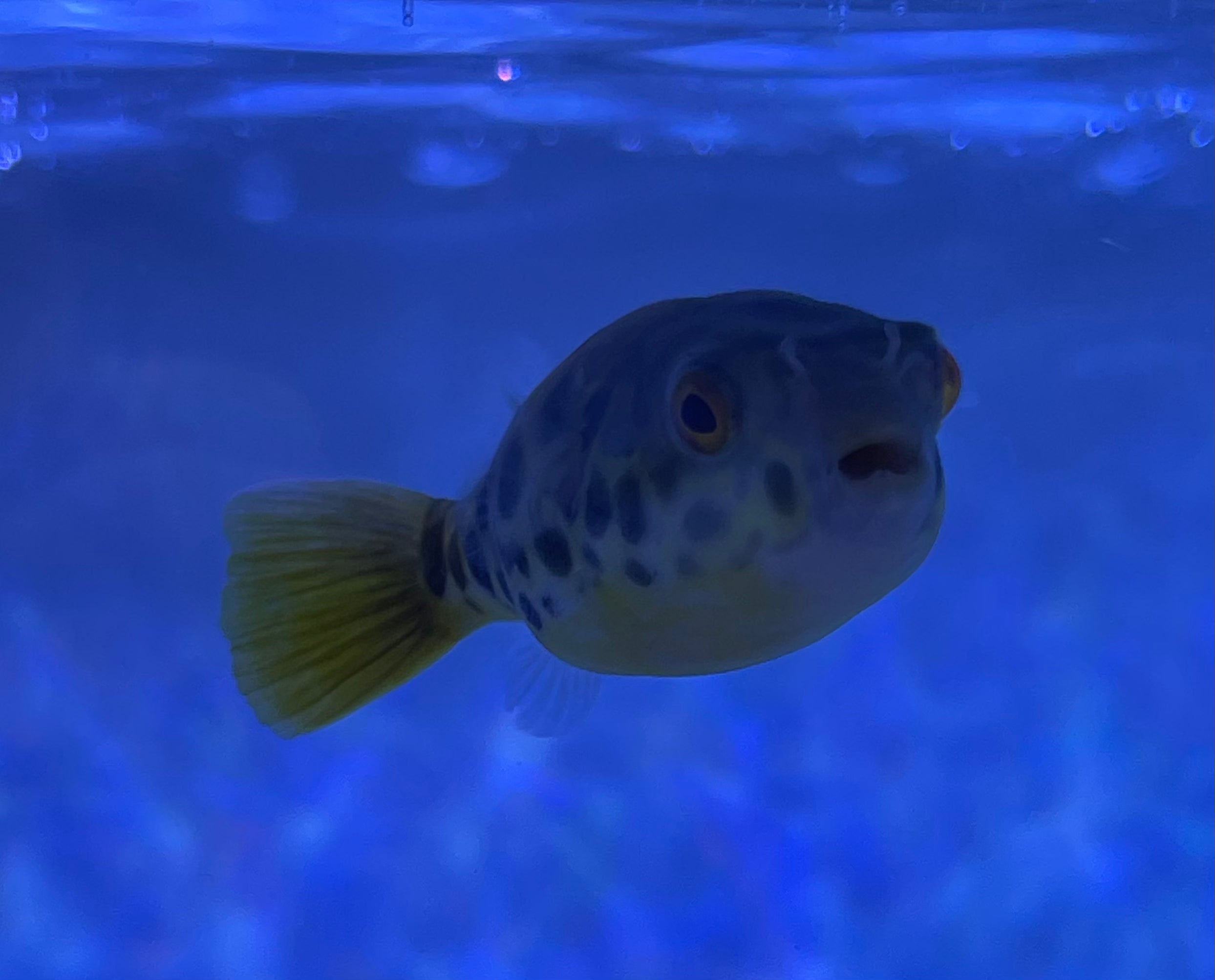 Spotted Congo Puffer (Tetraodon Schoutendeni) – undergroundaquaticz