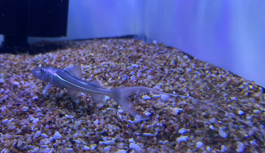Dorado Catfish (Brachyplatystoma Rousseauxii)