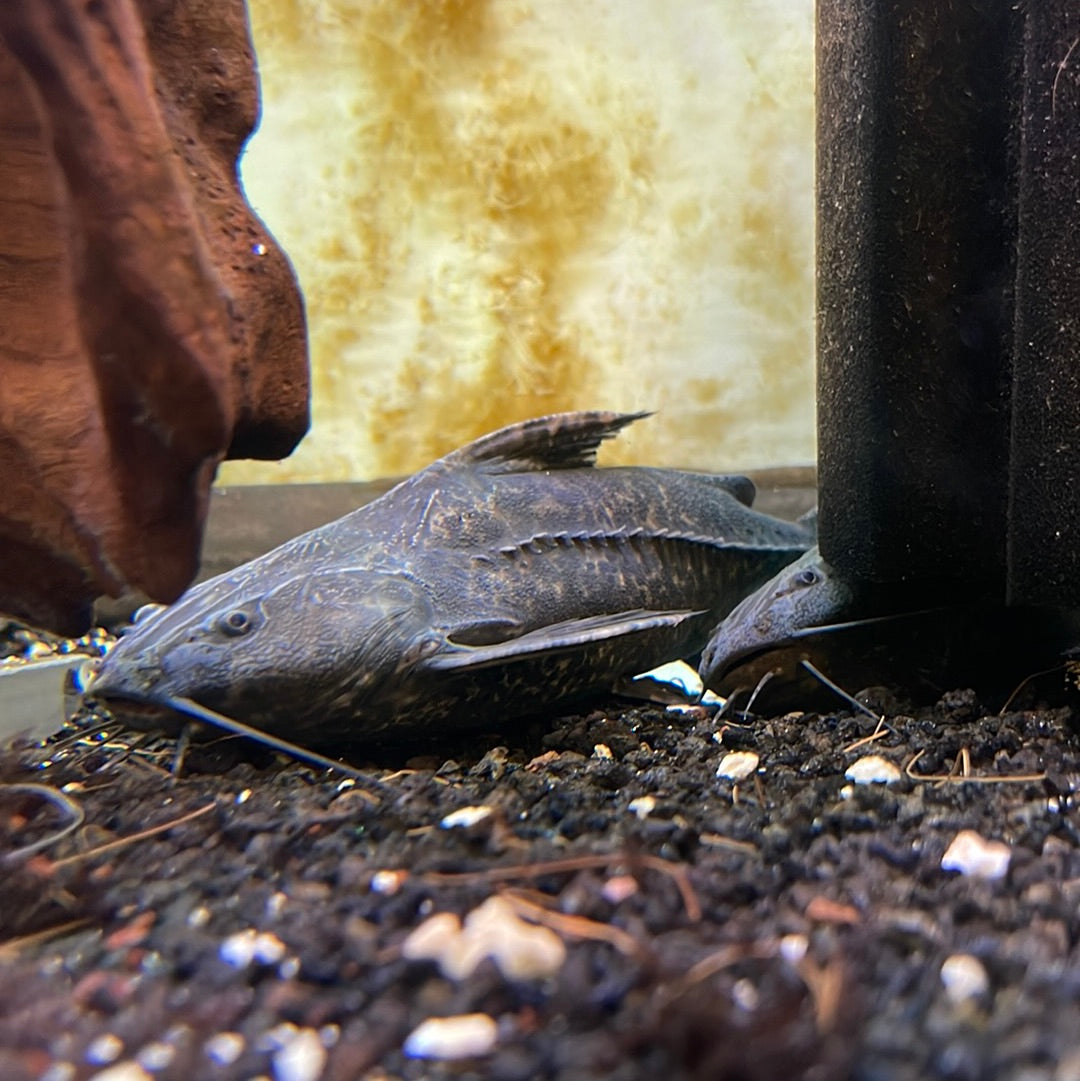 Granulated Catfish (Pterodoras Granulosus)