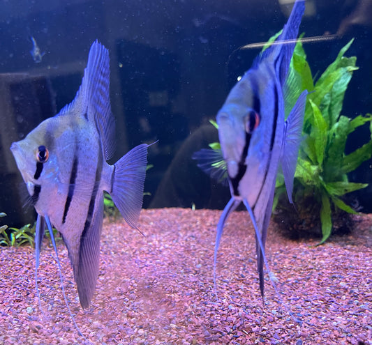 Discus/Angelfish β undergroundaquaticz