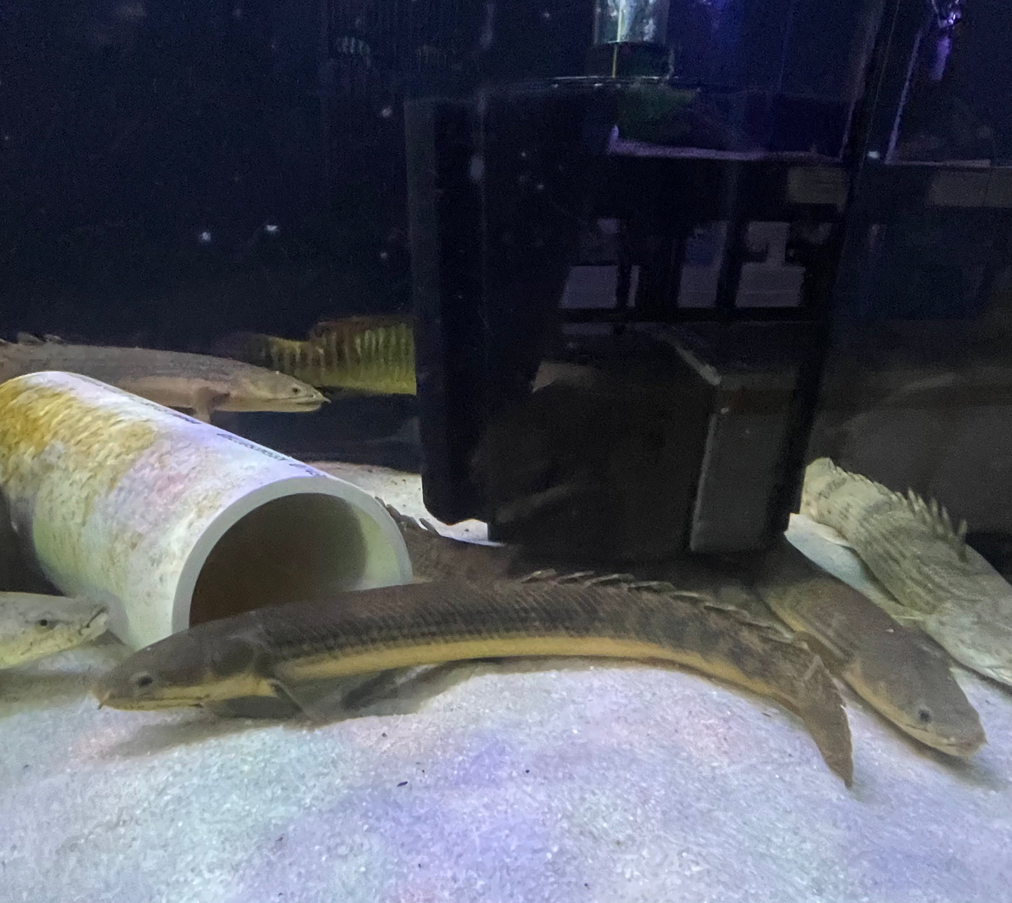(Polypterus Retropinnis)