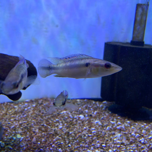 Ring Tail Pike(Crenicichla Lepidota )