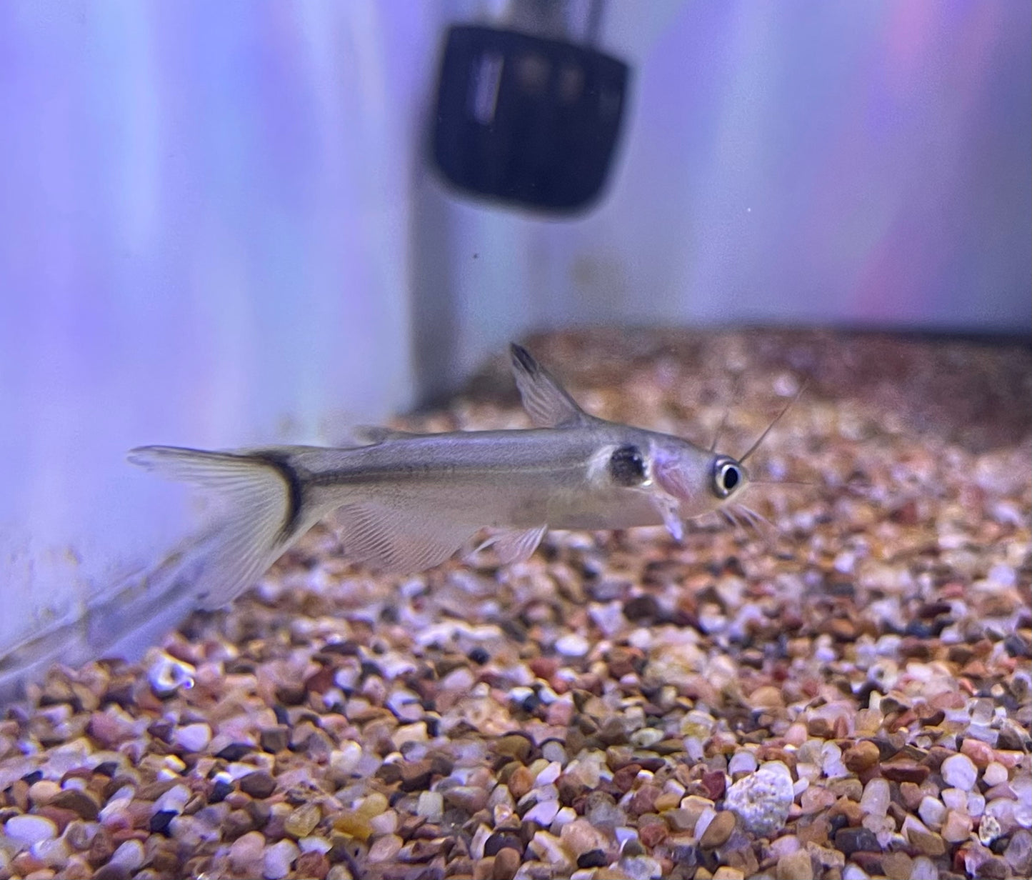 Sun Catfish (Horabagrus Brachysoma)