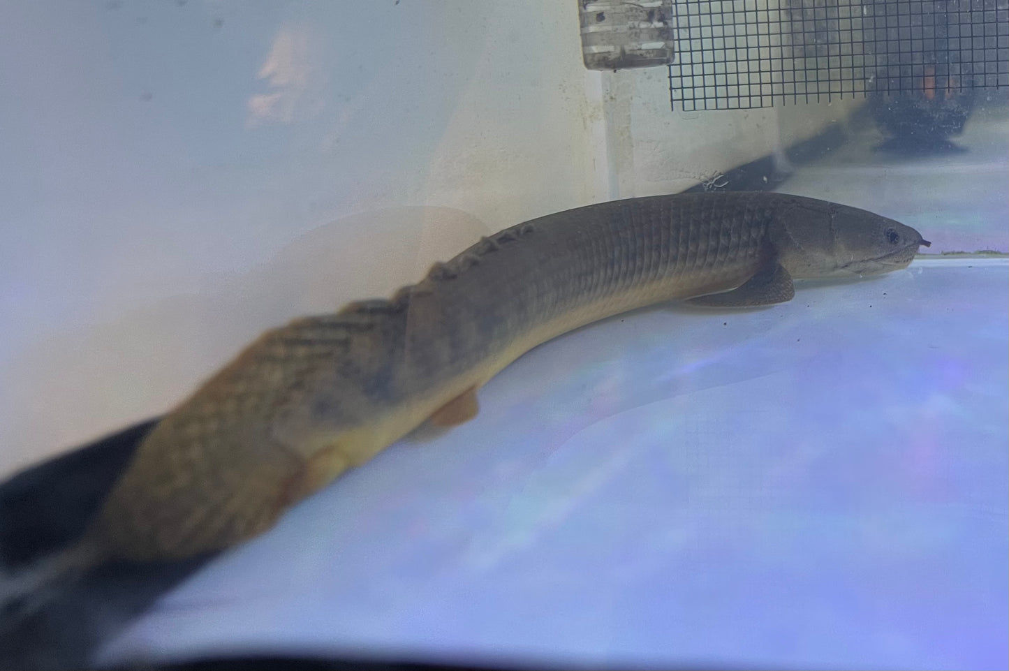 (Polypterus Retropinnis)