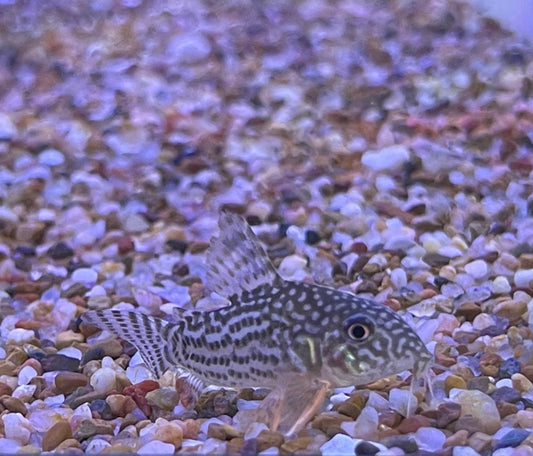 Sterba’s Cory
