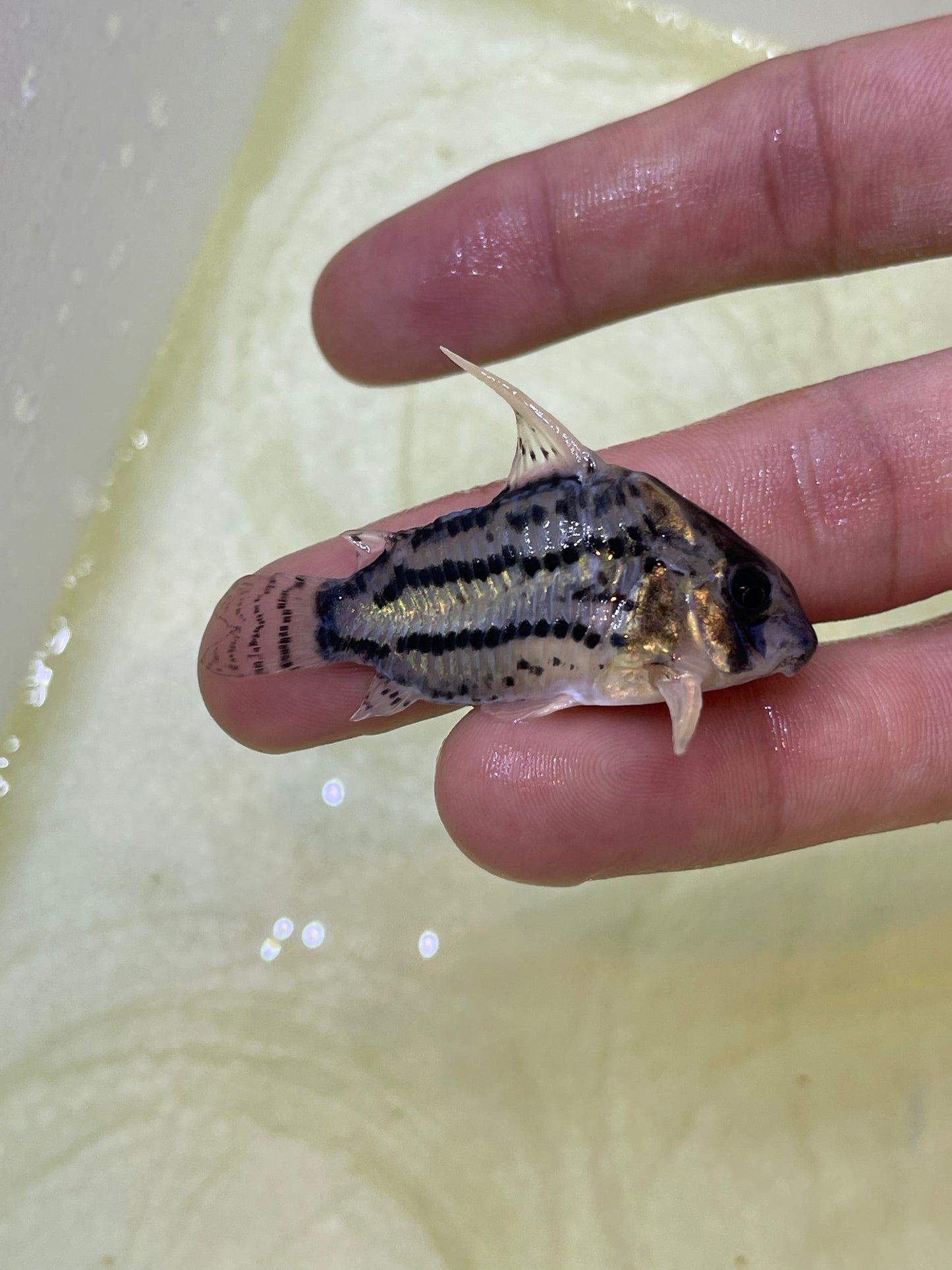 CW028 Corydoras Super Schwartzi