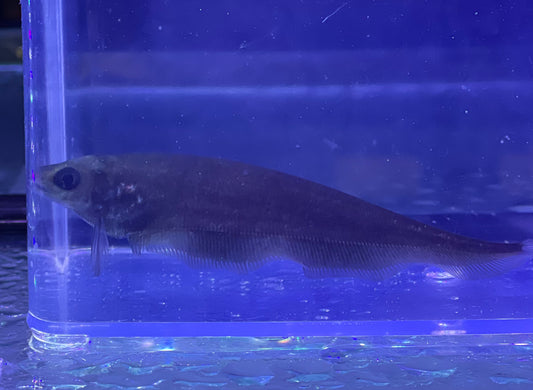 African Knife Fish (Xenomystus Nigrii)