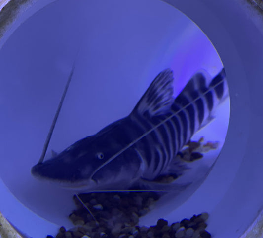 Tigrinus Catfish (Brachyplatystoma Tigrinum)