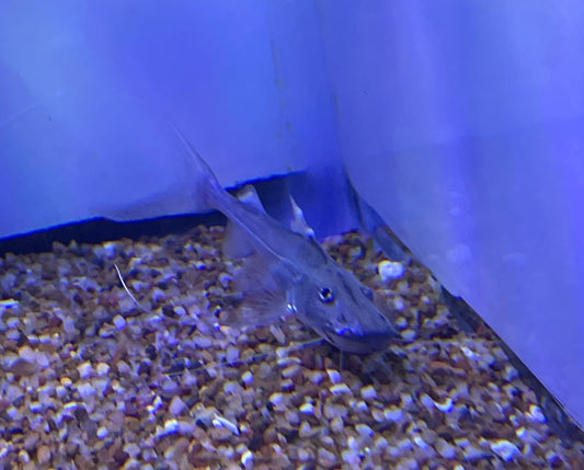 Dorado Catfish (Brachyplatystoma Rousseauxii)