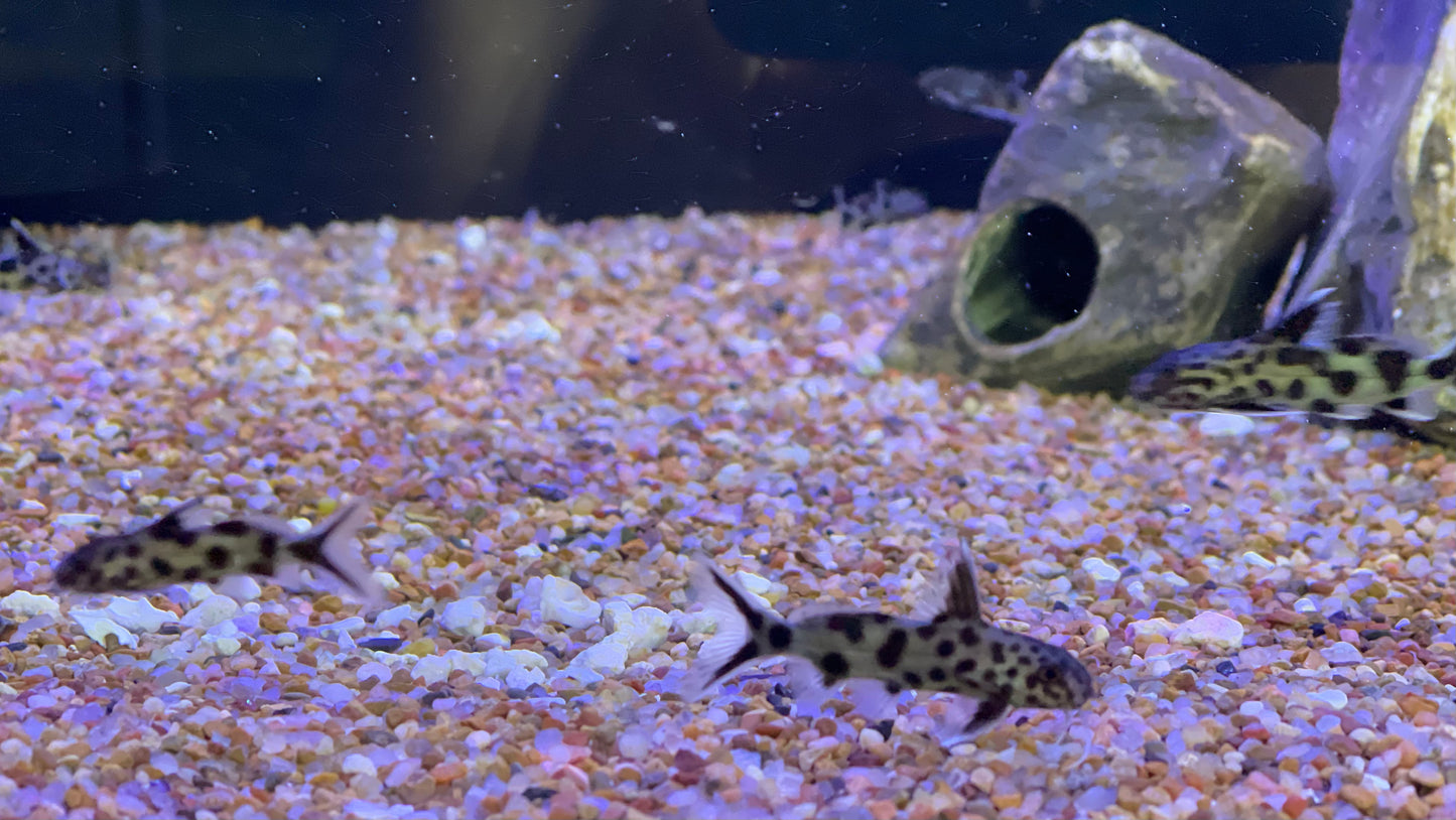 Dwarf False Cuckoo Catfish (Synodontis Petricola)