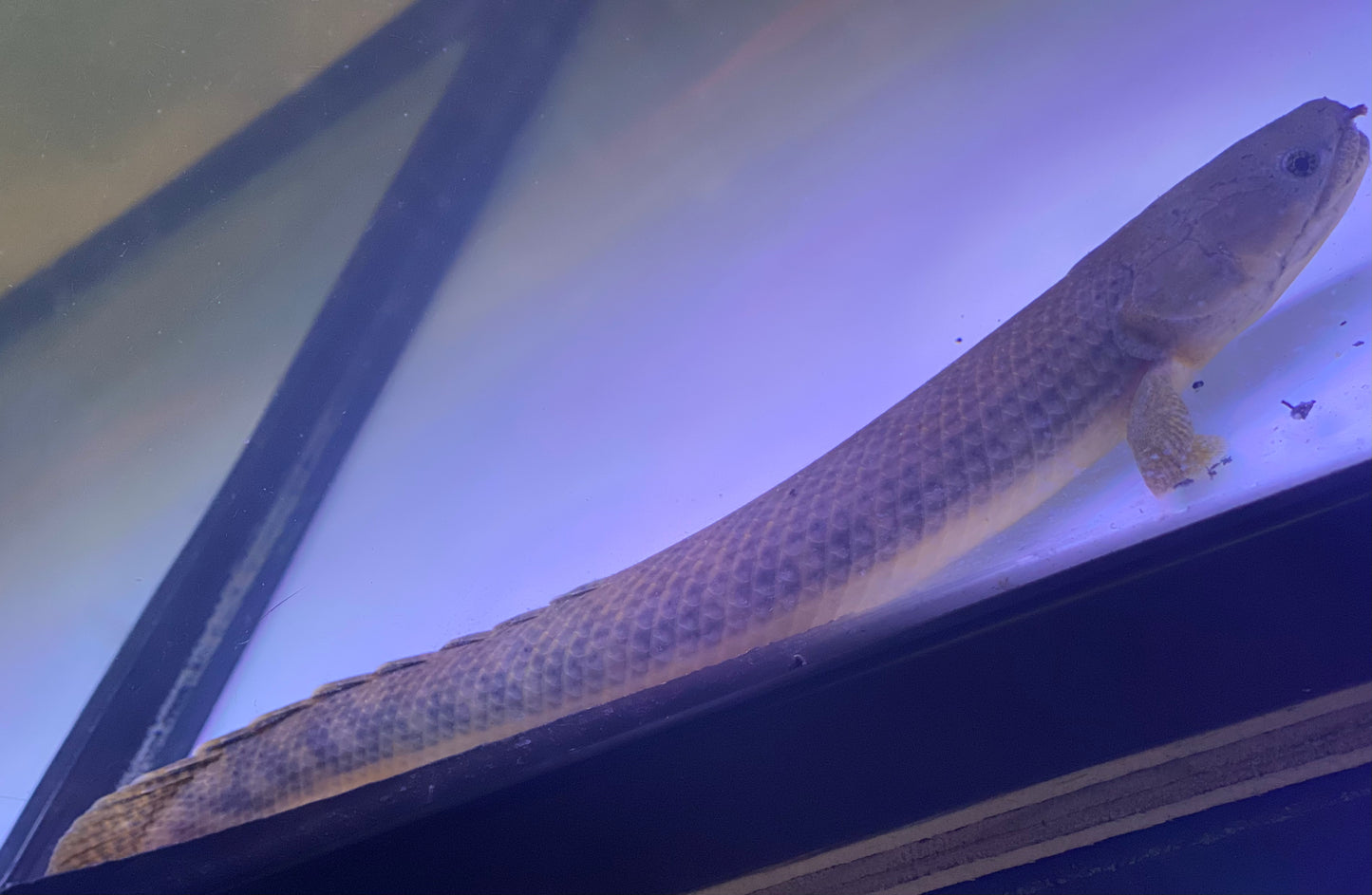 (Polypterus Retropinnis)