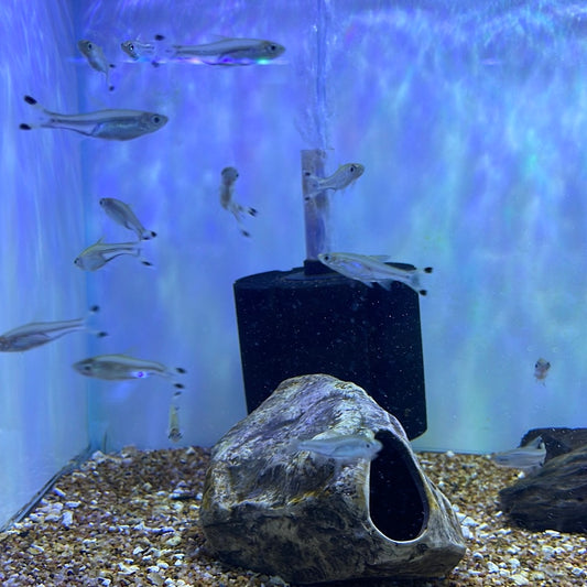 Scissors Tail Rasbora