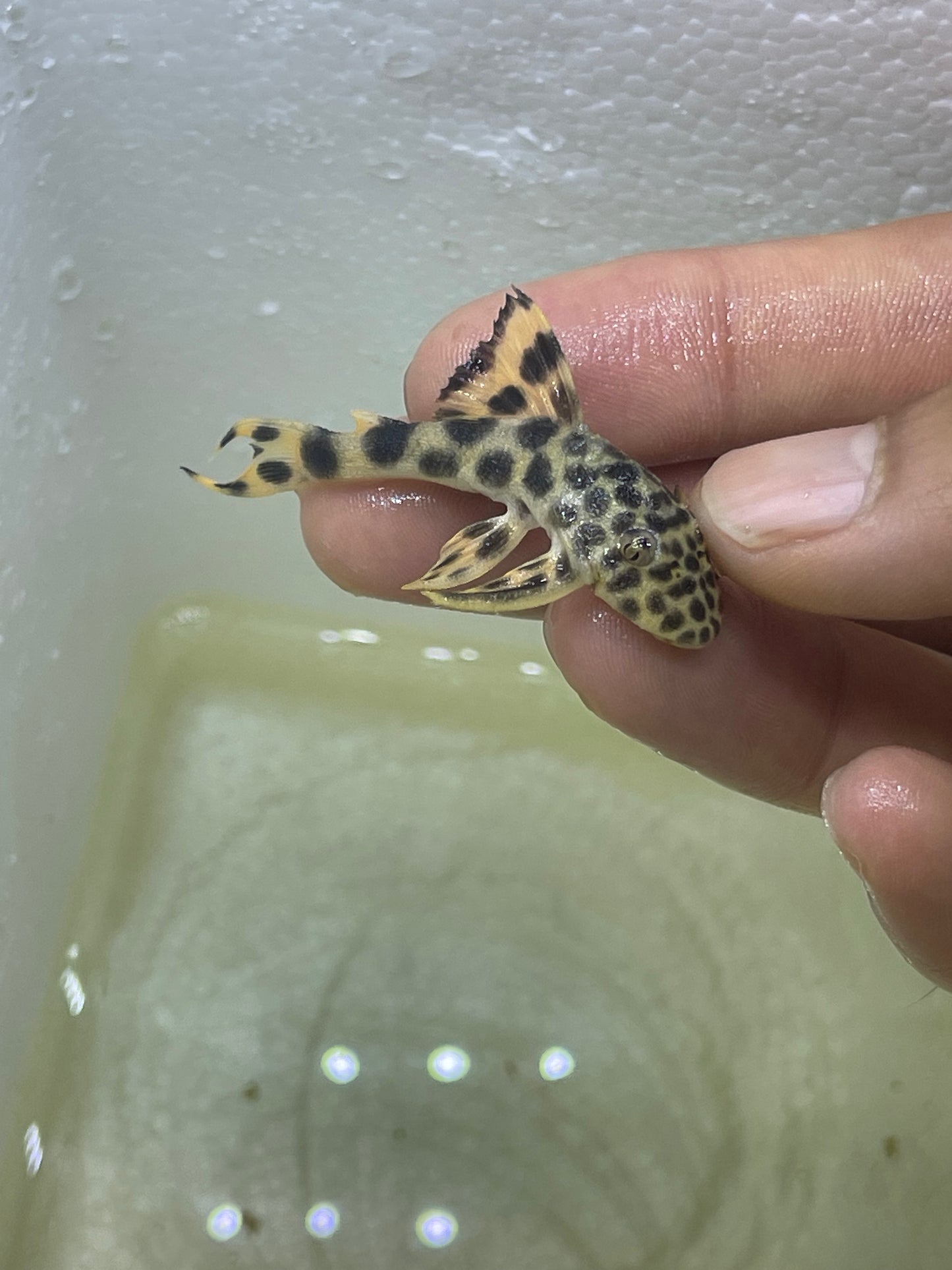 L075 Para Pleco (Peckoltia sabaji)