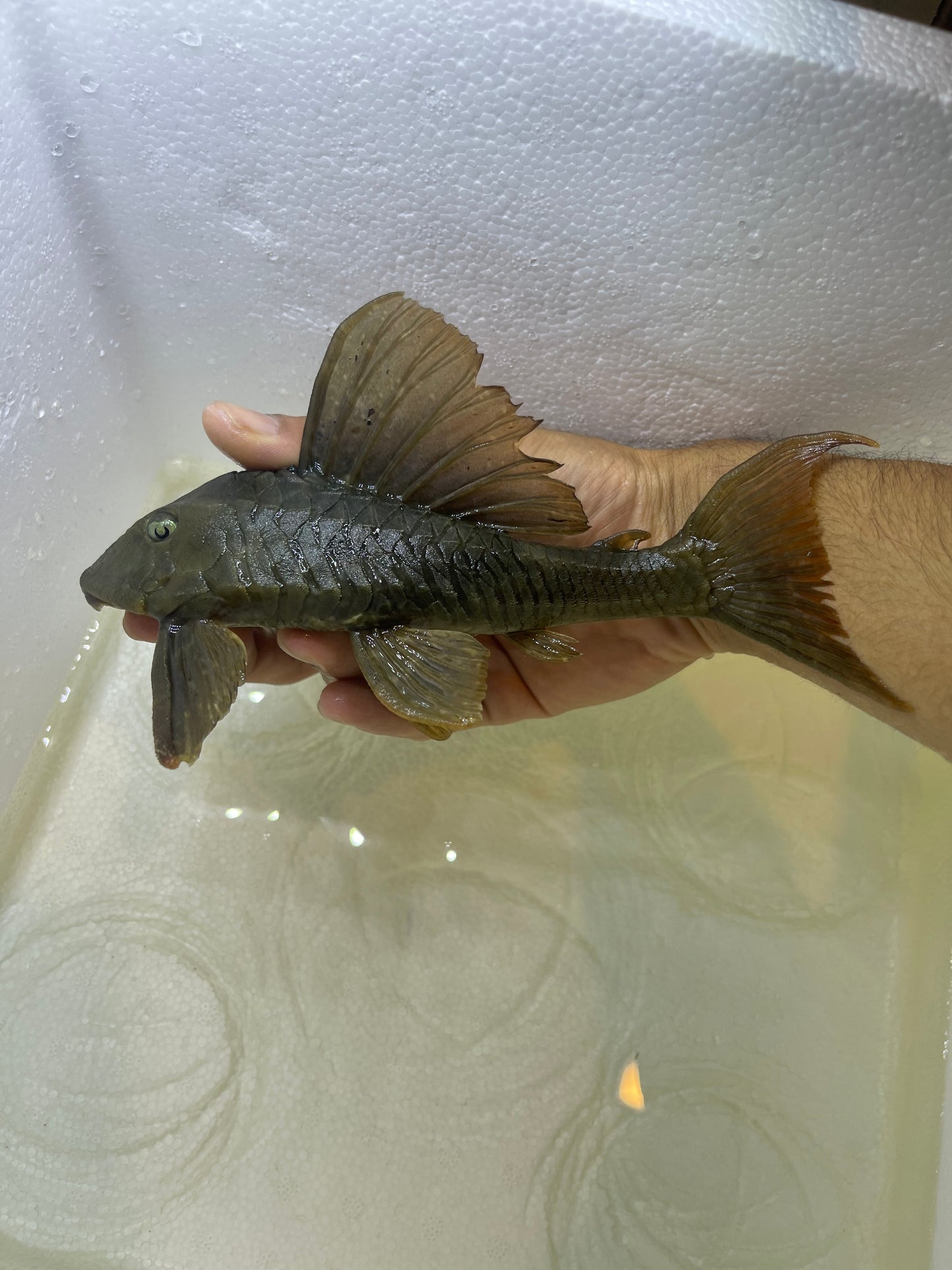 L137 Blue Eyed Red Fin Pleco (Hypostomus soniae)