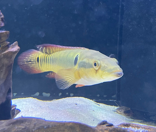 Zebra Pike Cichlid (Crenicichla Zebrina)