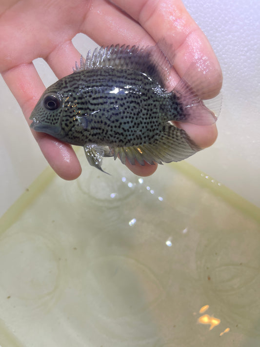 Inirida Spotted Severum (Heros sp. ‘Inirida’)