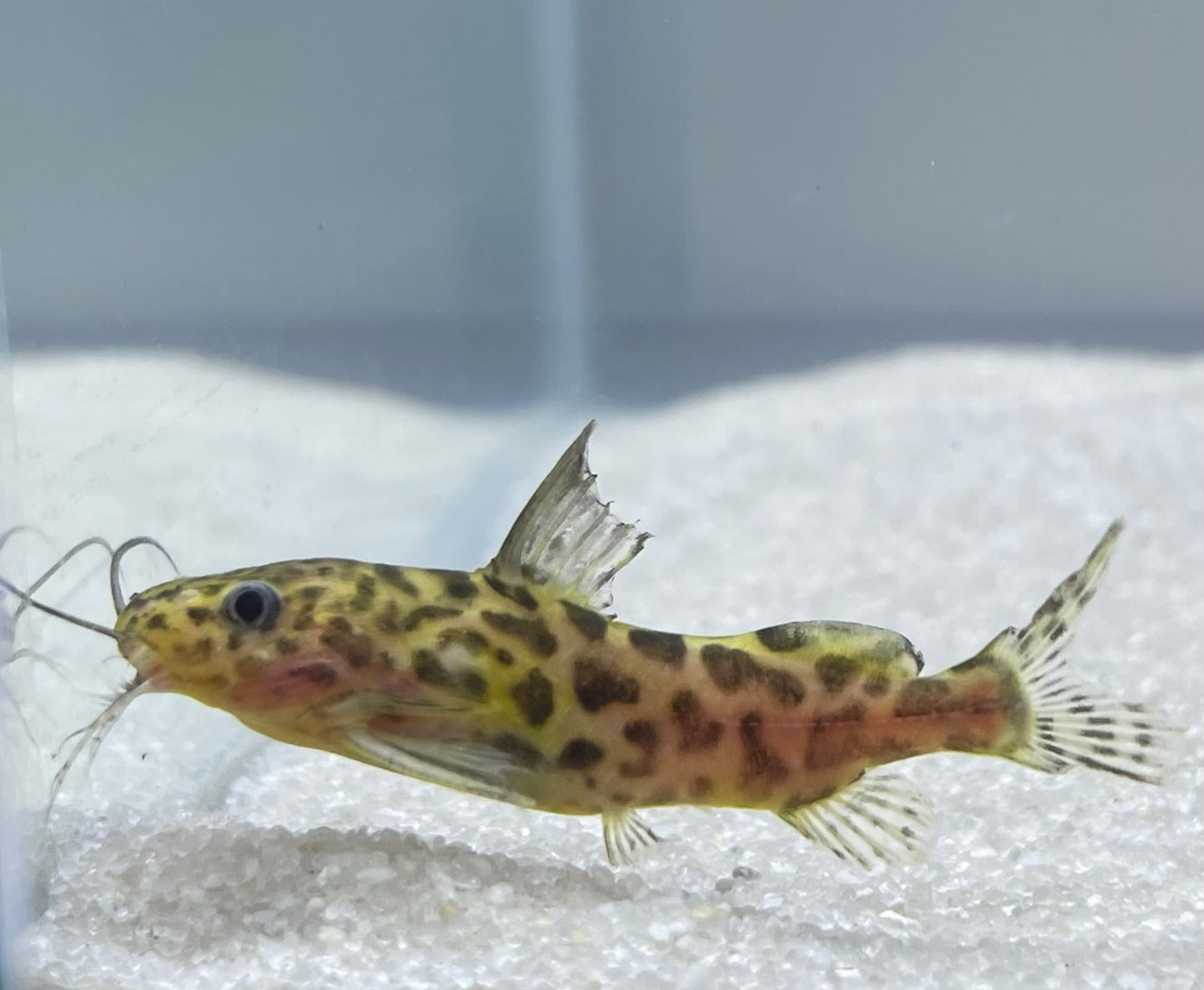 Marbled Synodontis (Synodontis Schotendeni)