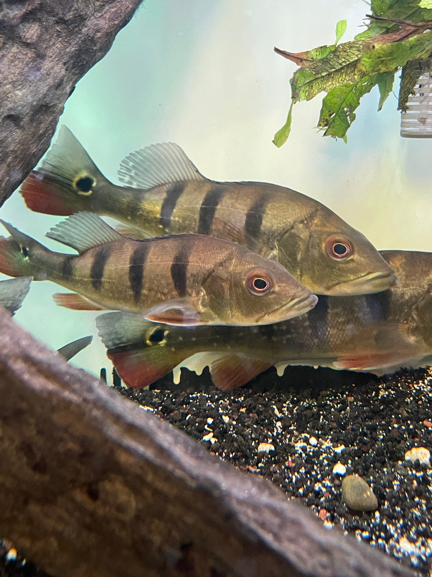 Cichla pleiozona