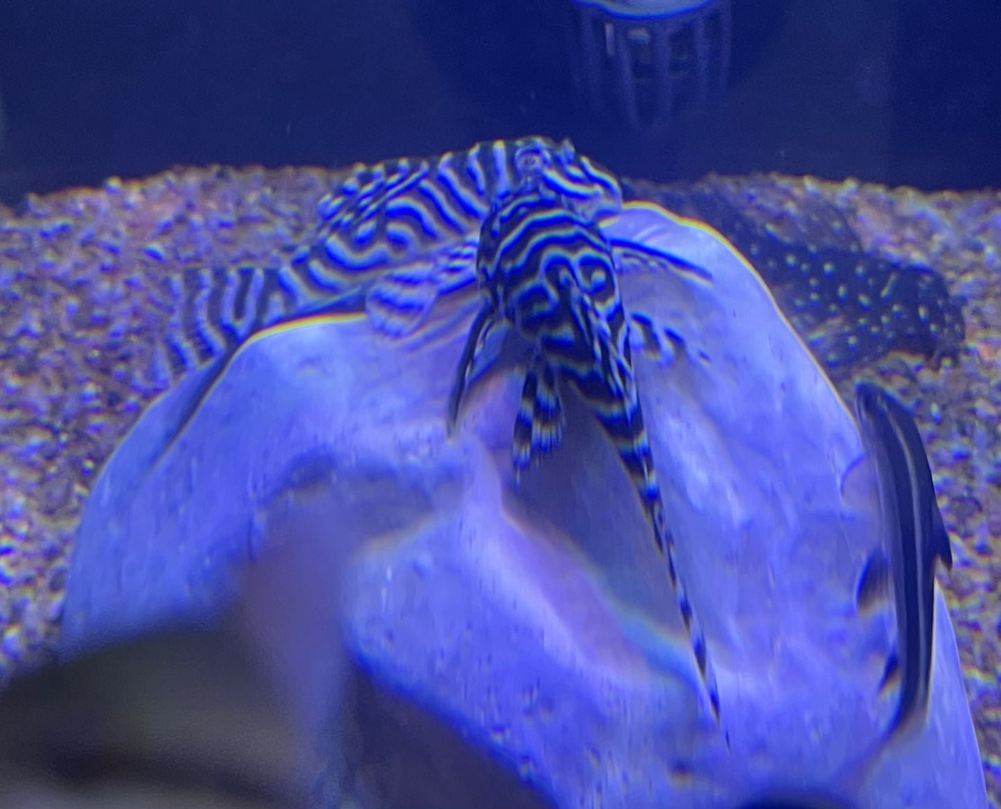 L333 King Tiger Pleco (Hypancistrus Sp)