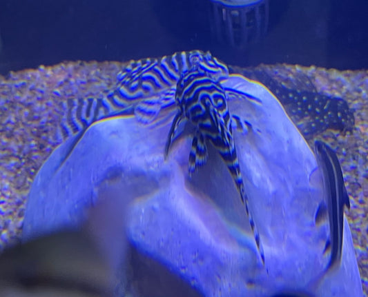 L333 King Tiger Pleco (Hypancistrus Sp)