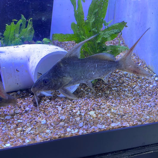 synodontis clarias