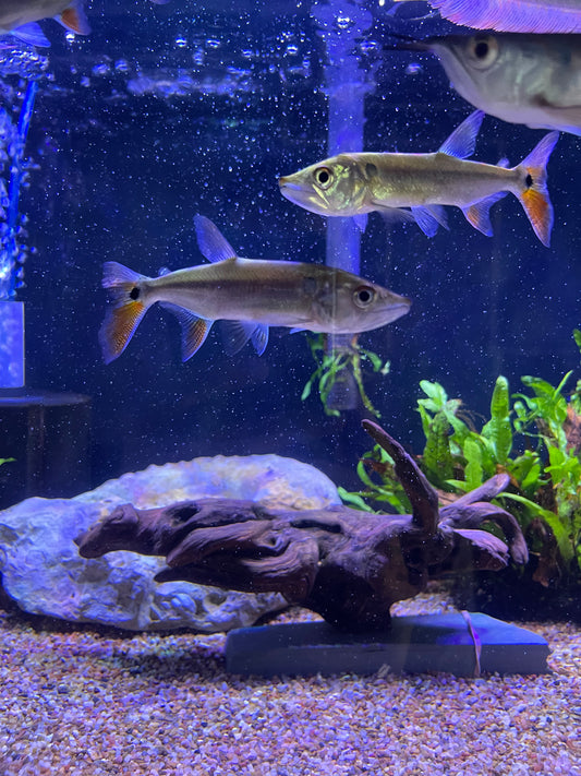 Red Tail Barracuda (Acestrorhynchus Falcatus)