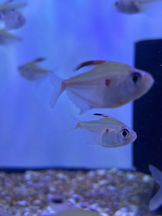 Bleeding Heart Tetra