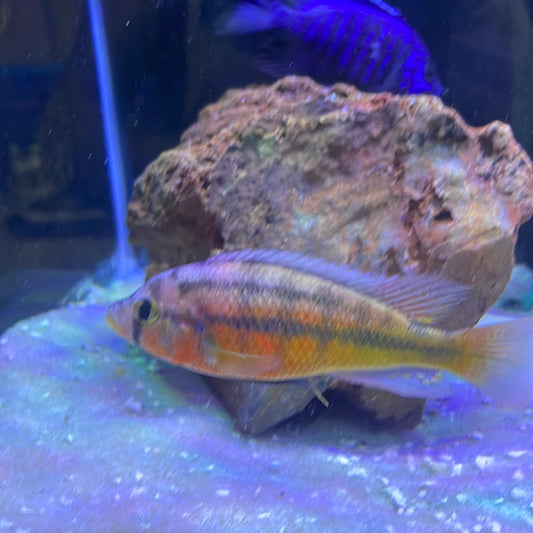 Haplochromis Obliquidens