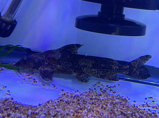 Rhinodoras Gallagheri