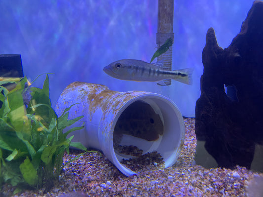 Intermedia Peacock Bass (Cichla Intermedia)